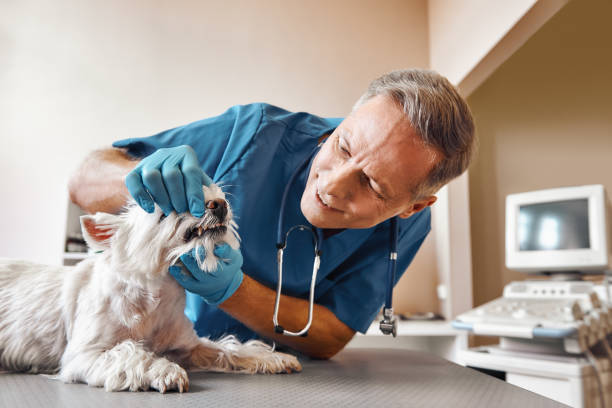 Best Weekend Emergency Dental Services in Clarksville, VA